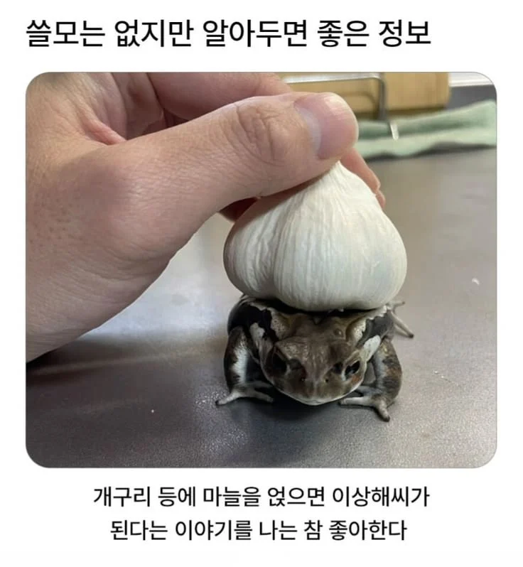 포켓몬 이상해씨 얻는법 (2)