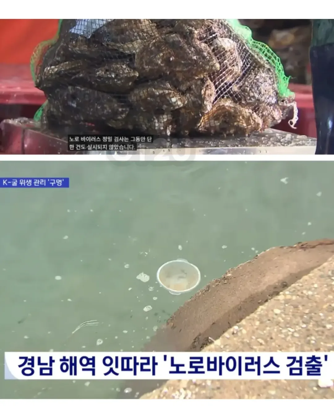 현재 노로바이러스 때문에 비상 걸렸다는 경남 굴 근황 (3)