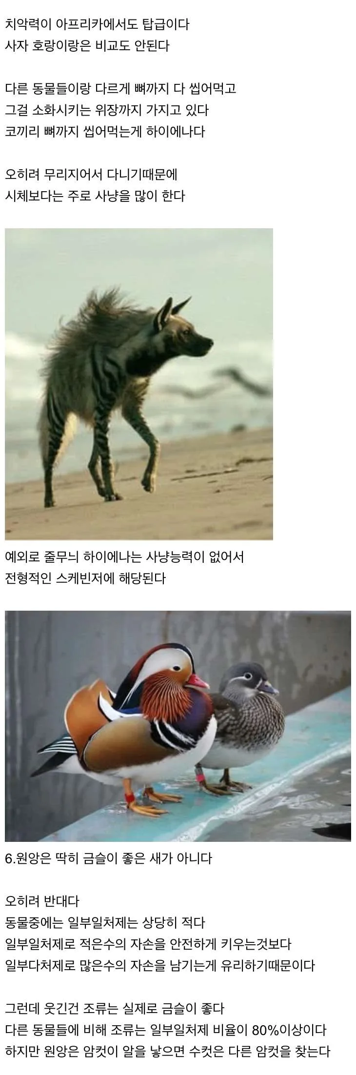 신기한 동물 지식 10가지 (2)