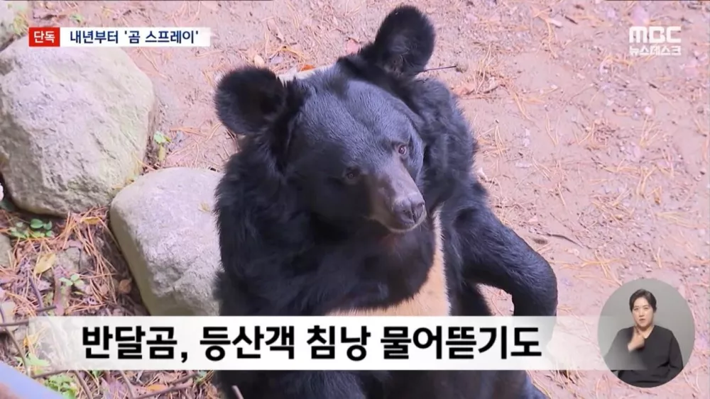 지리산 곰 100마리 육박하자 내놓은 특단의 조치 (3)