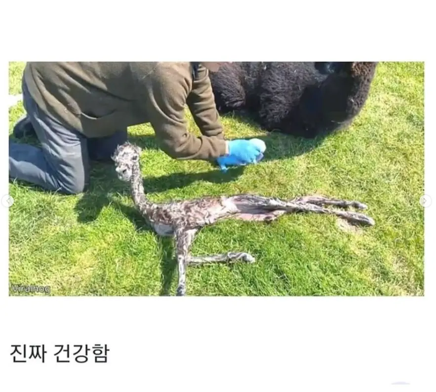 갓태어난 새끼 알파카 (2)