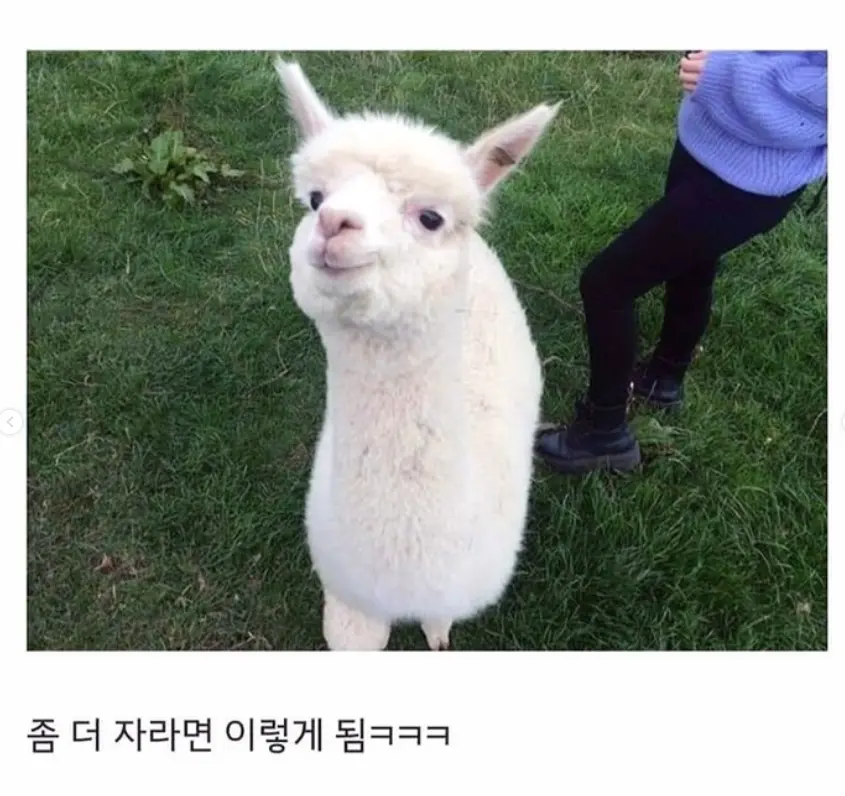 갓태어난 새끼 알파카 (3)