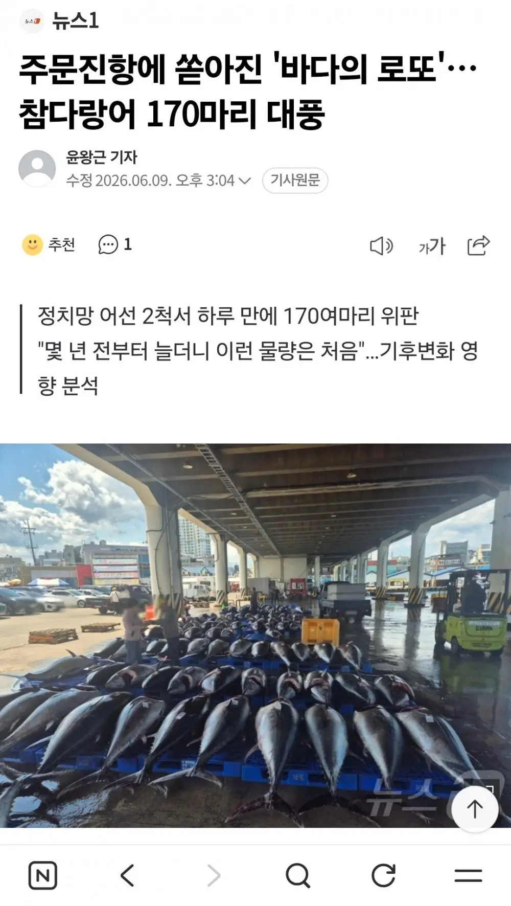 강원도 주문진에 요즘 많이 잡힌다는 어종 (4)