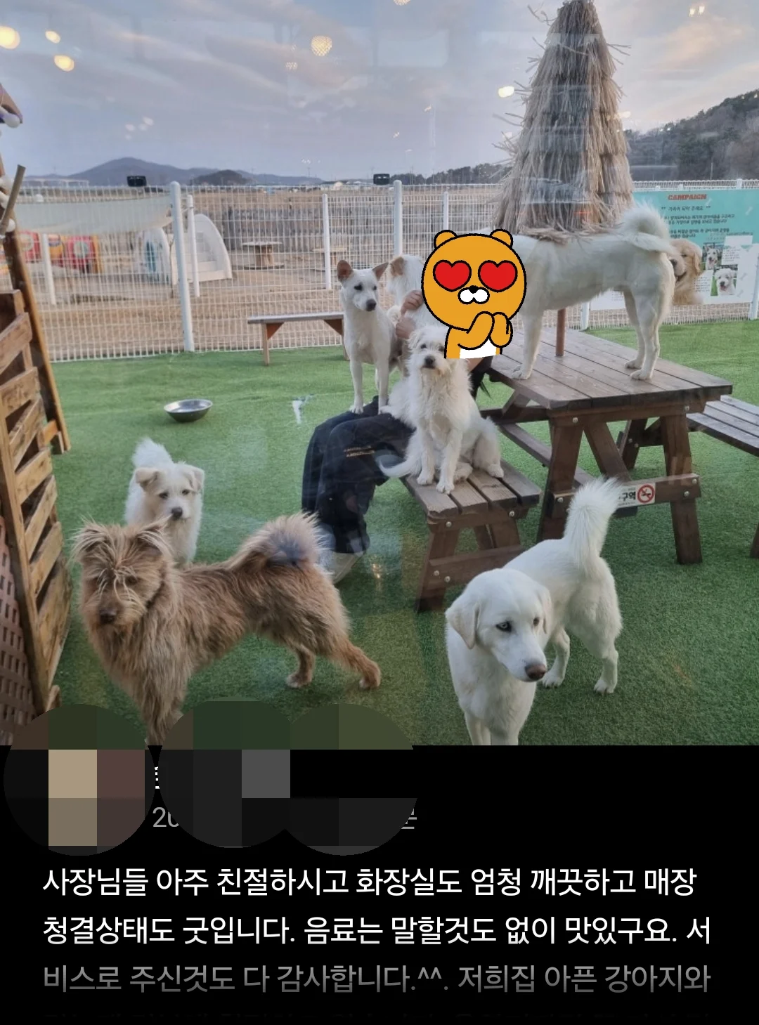 인천의 유기견 카페 (11)