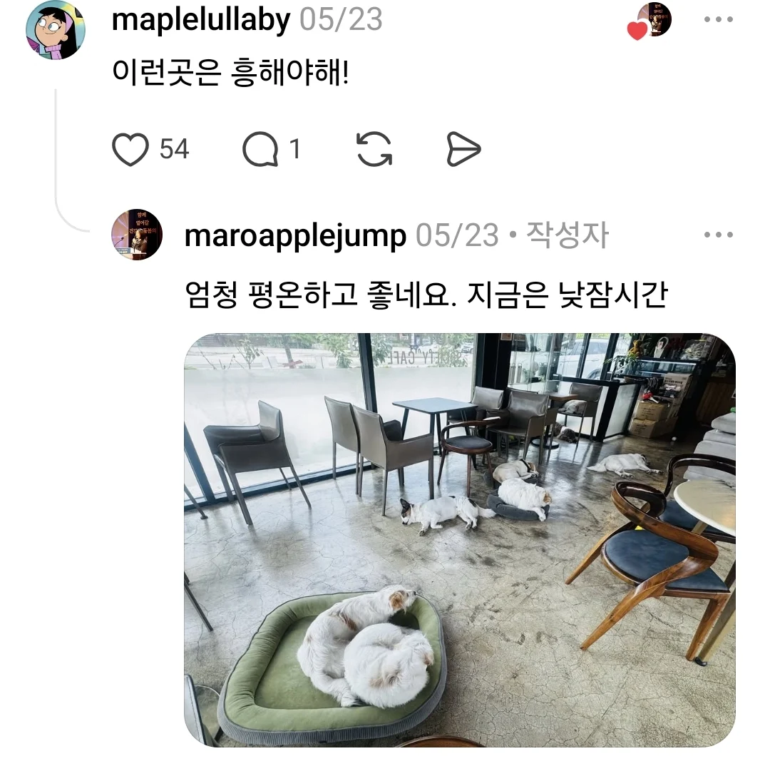 인천의 유기견 카페 (2)