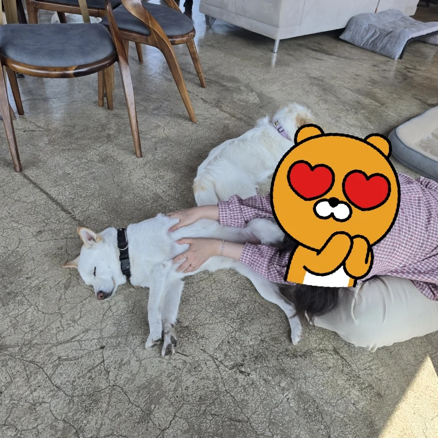 인천의 유기견 카페 (9)