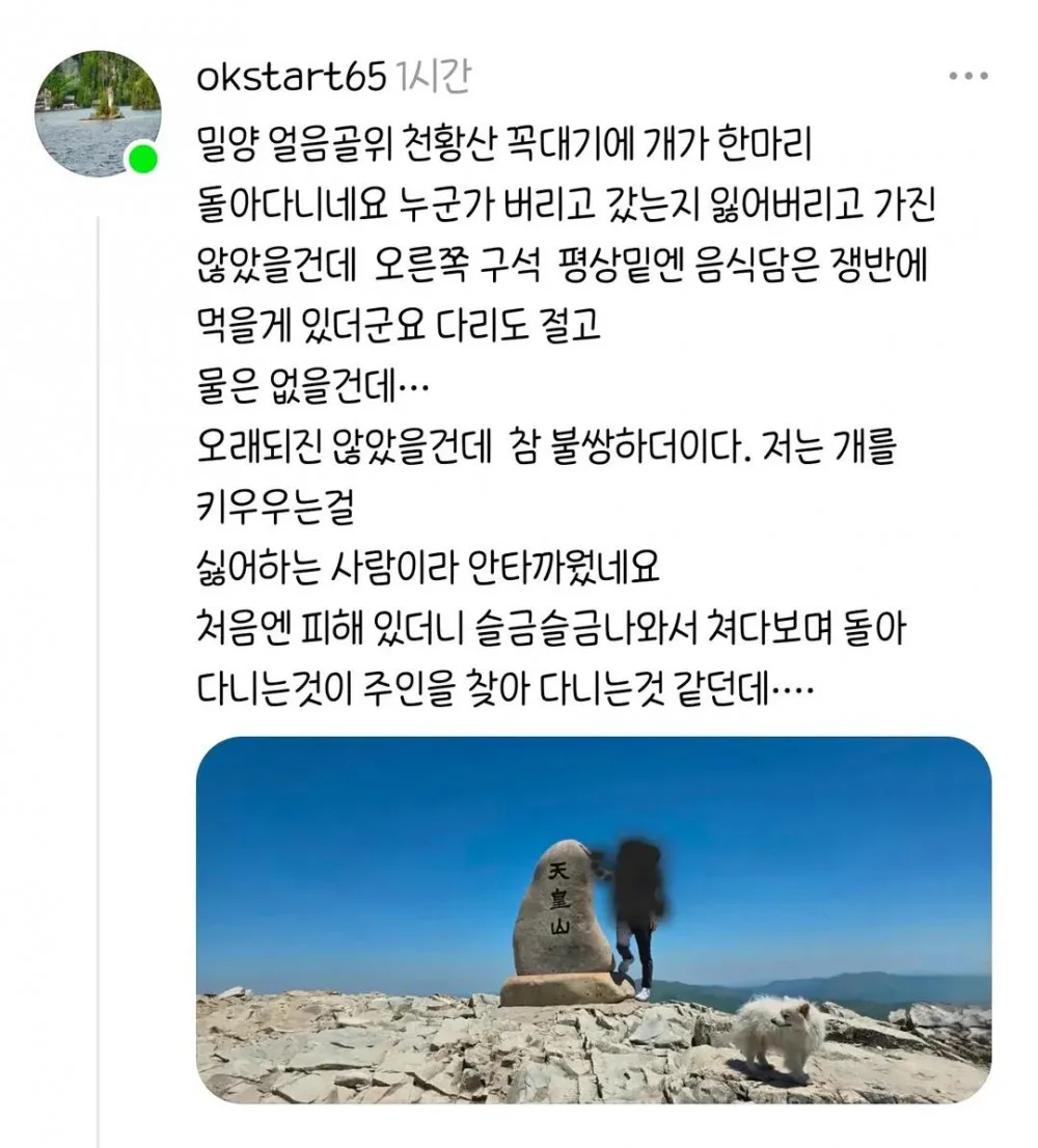 산꼭대기에 있다는 유기견 (3)