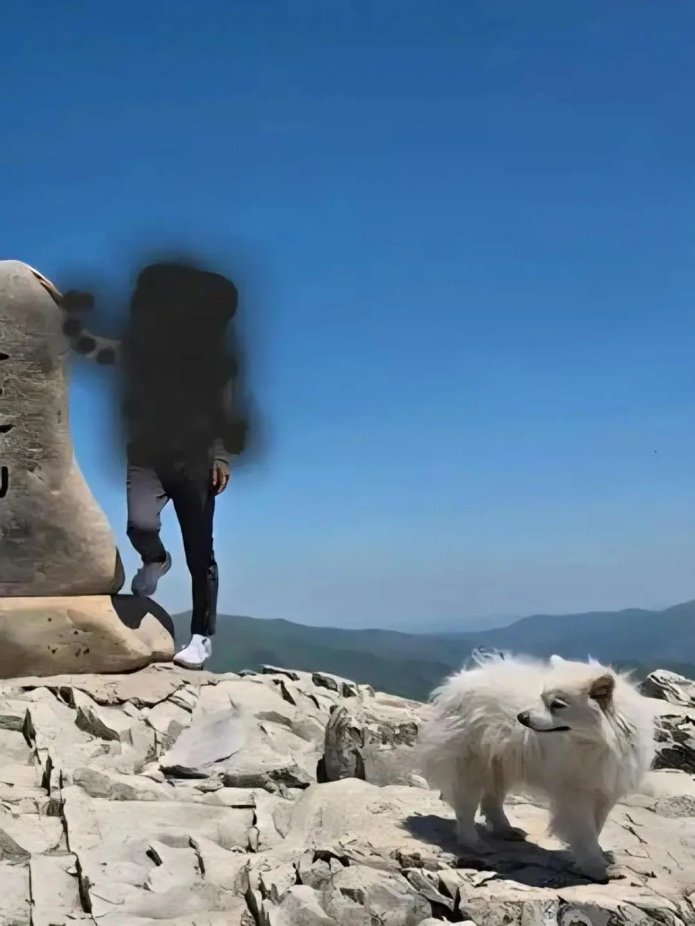 산꼭대기에 있다는 유기견 (4)