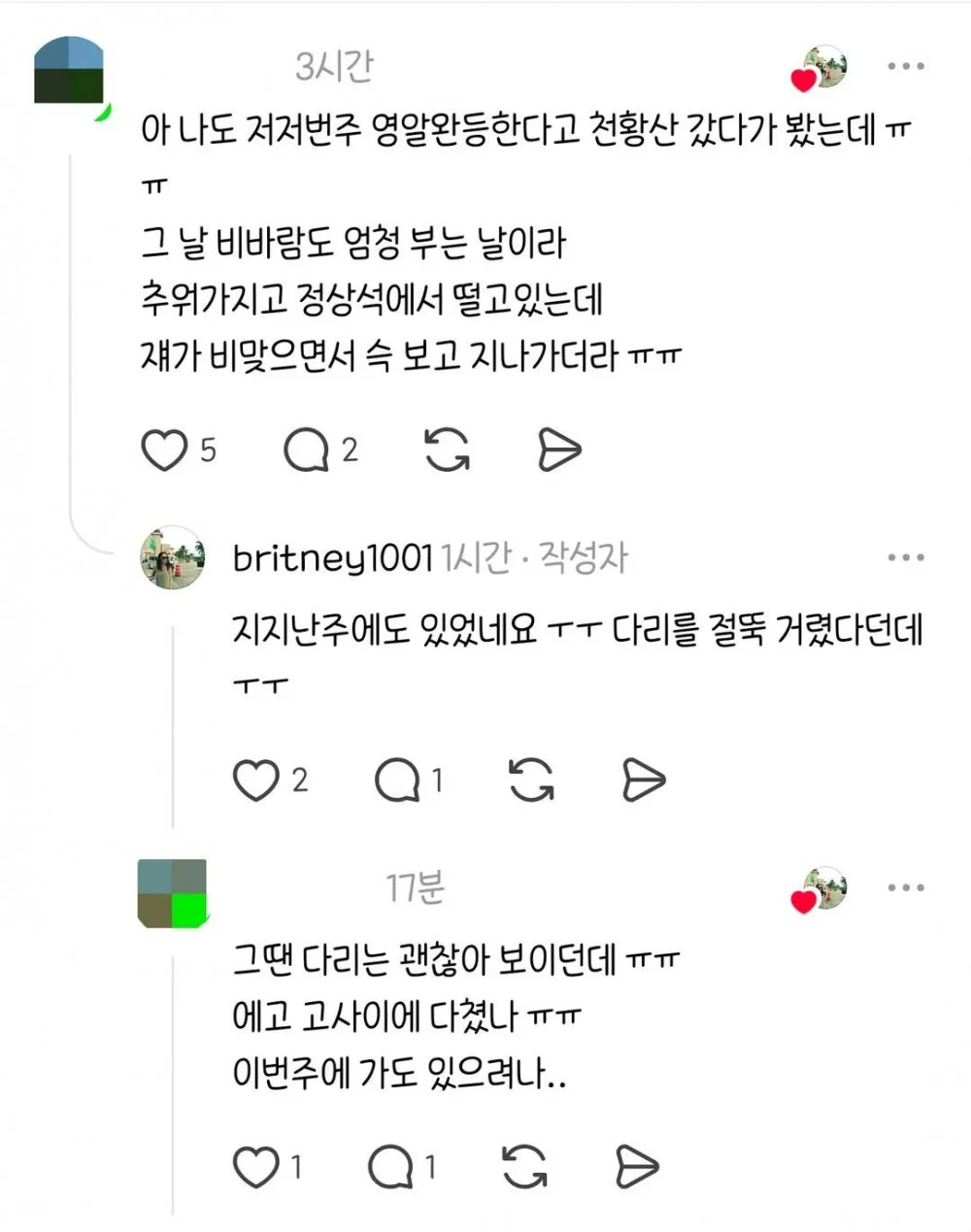 산꼭대기에 있다는 유기견 (5)