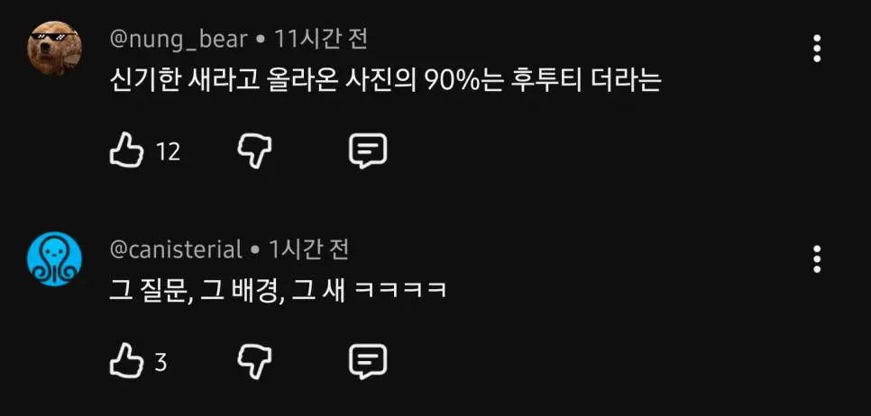 신기한 새라고 사진 올라오면 얘임 (2)