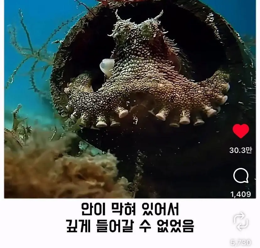 은혜 갚는 똑똑한 문어 (10)