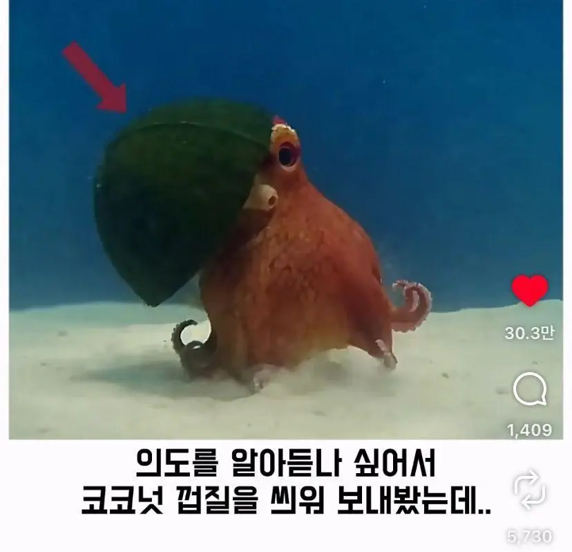 은혜 갚는 똑똑한 문어 (12)