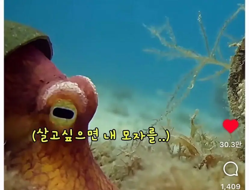 은혜 갚는 똑똑한 문어 (13)