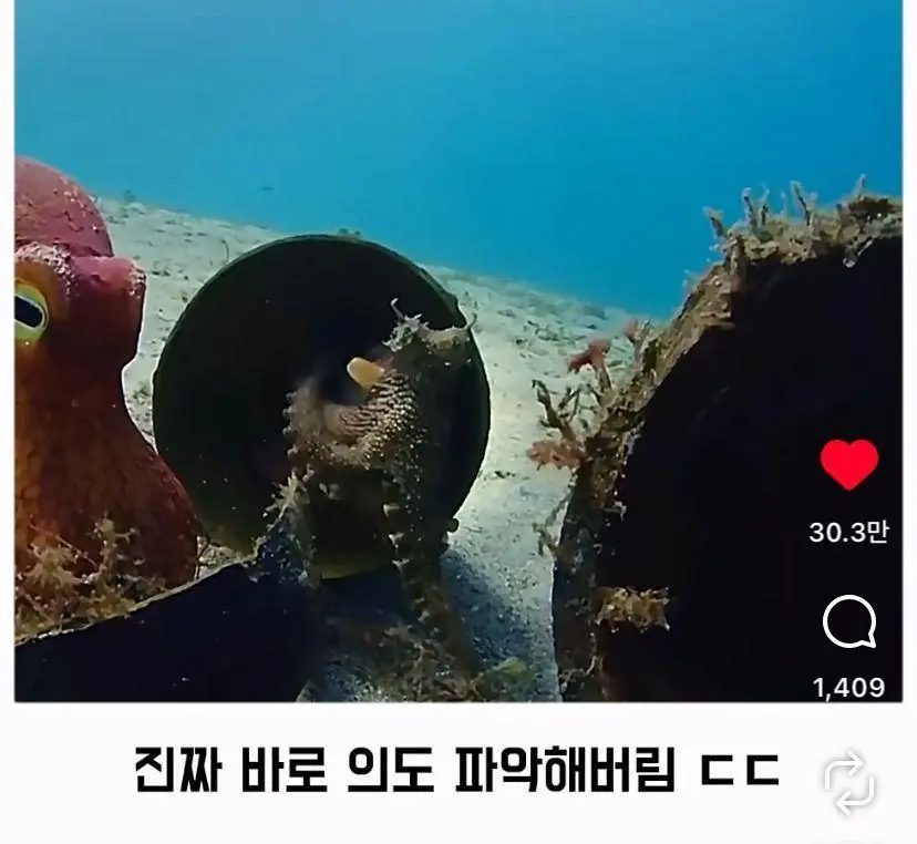 은혜 갚는 똑똑한 문어 (14)