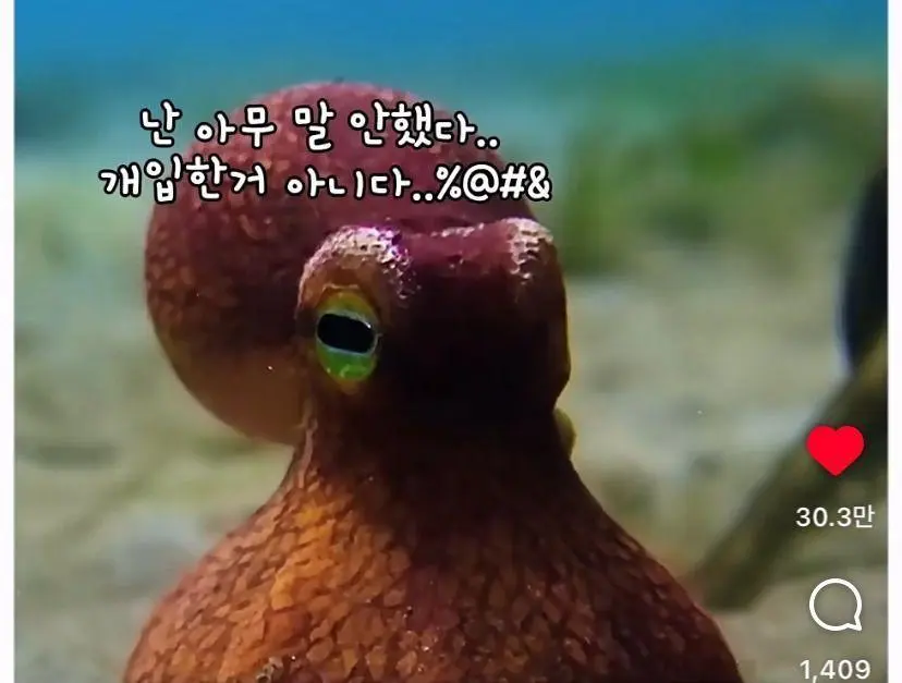 은혜 갚는 똑똑한 문어 (15)