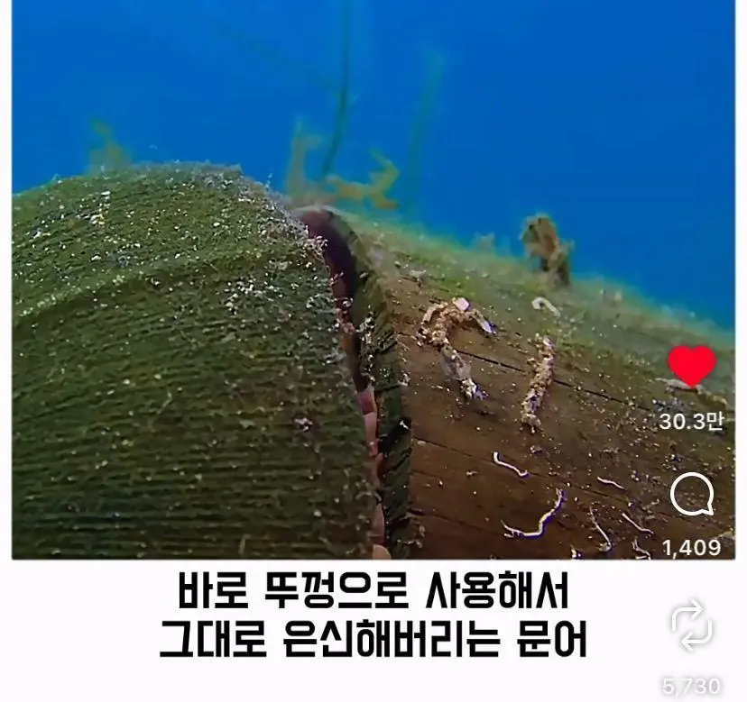 은혜 갚는 똑똑한 문어 (16)