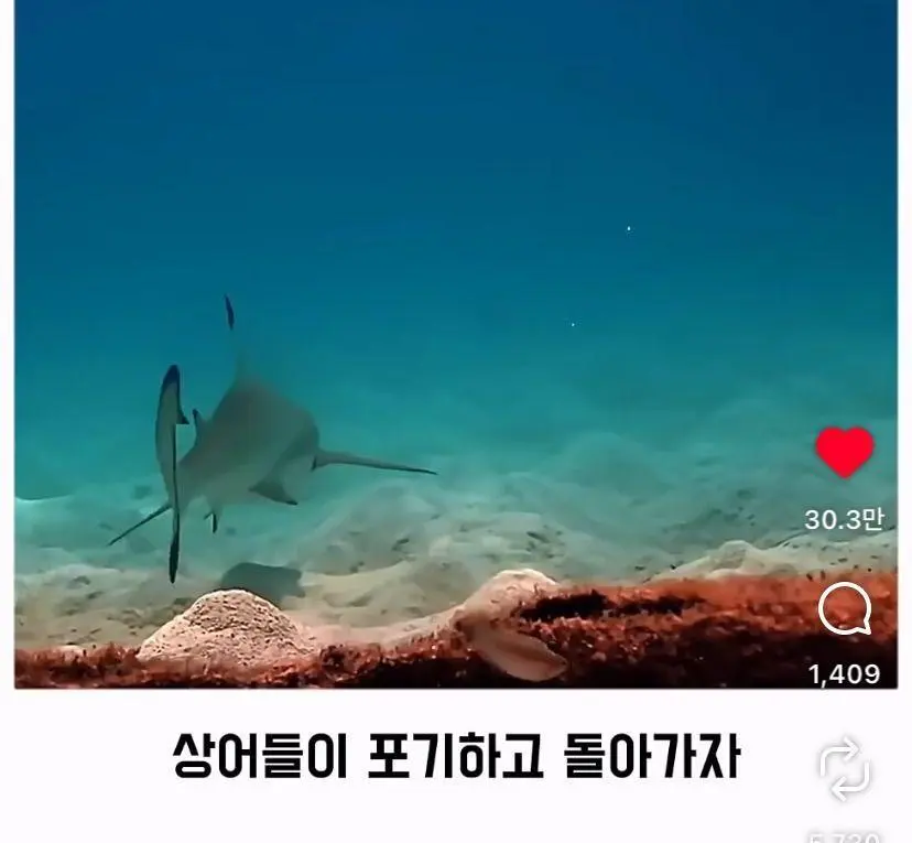 은혜 갚는 똑똑한 문어 (17)