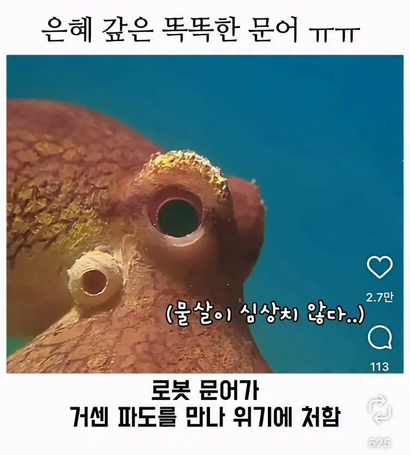 은혜 갚는 똑똑한 문어 (19)