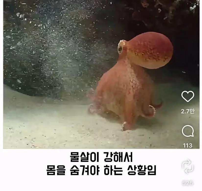 은혜 갚는 똑똑한 문어 (21)