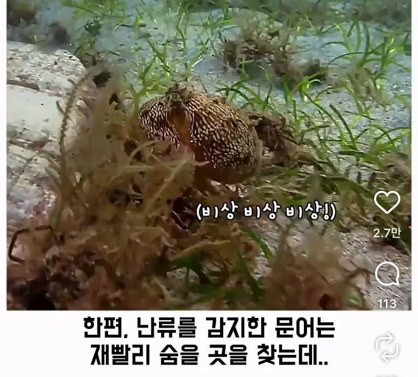 은혜 갚는 똑똑한 문어 (22)
