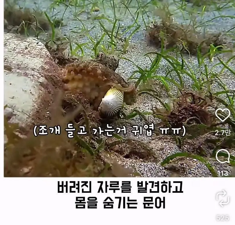 은혜 갚는 똑똑한 문어 (23)