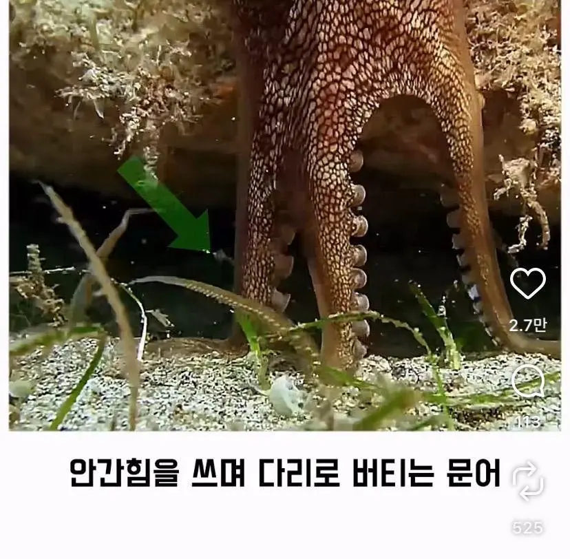 은혜 갚는 똑똑한 문어 (24)