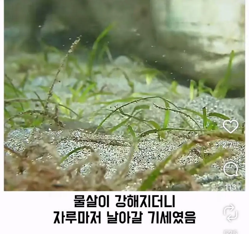 은혜 갚는 똑똑한 문어 (25)