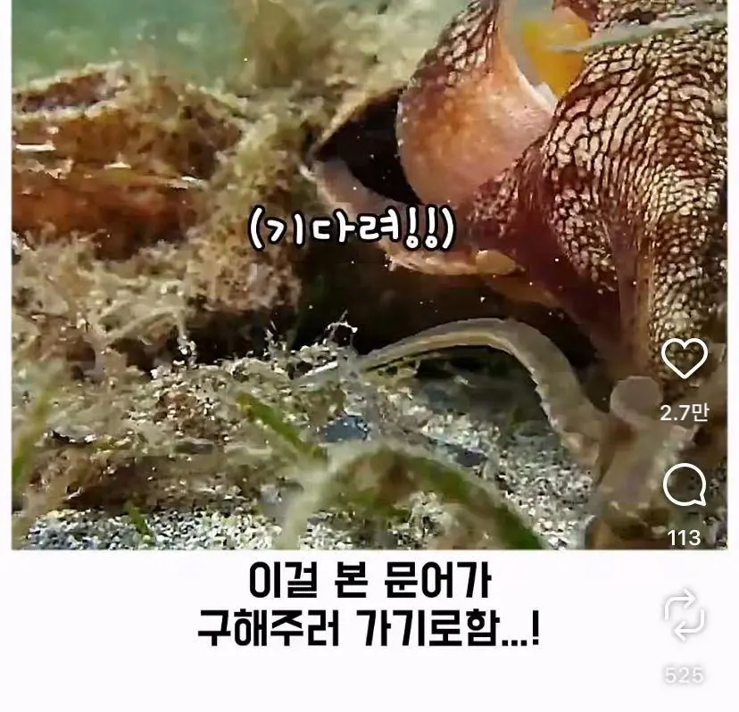 은혜 갚는 똑똑한 문어 (27)