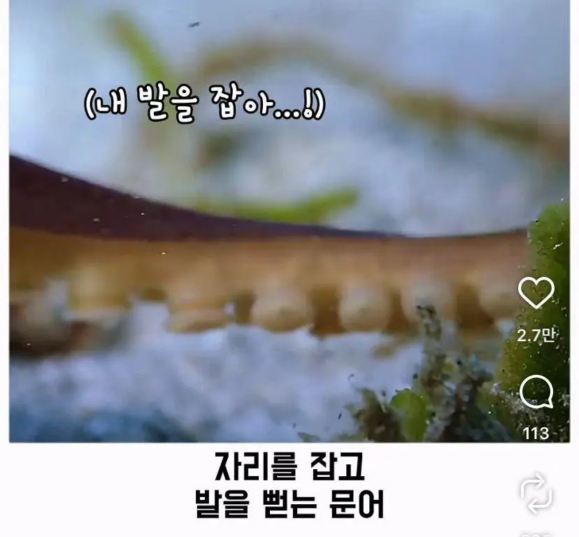 은혜 갚는 똑똑한 문어 (29)