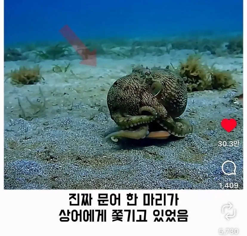 은혜 갚는 똑똑한 문어 (2)