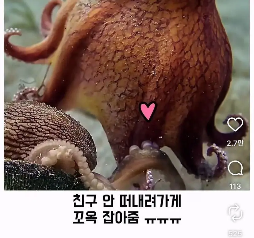 은혜 갚는 똑똑한 문어 (30)