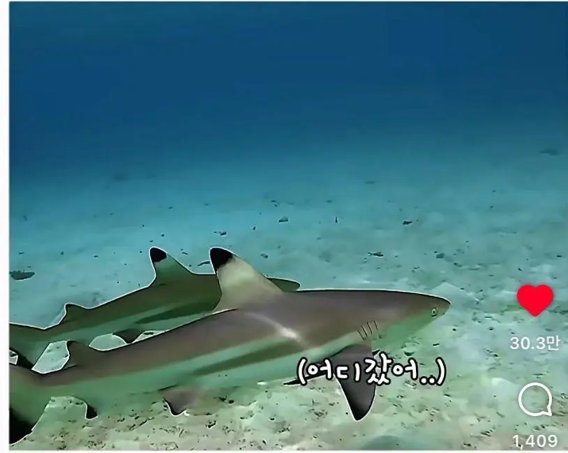 은혜 갚는 똑똑한 문어 (3)
