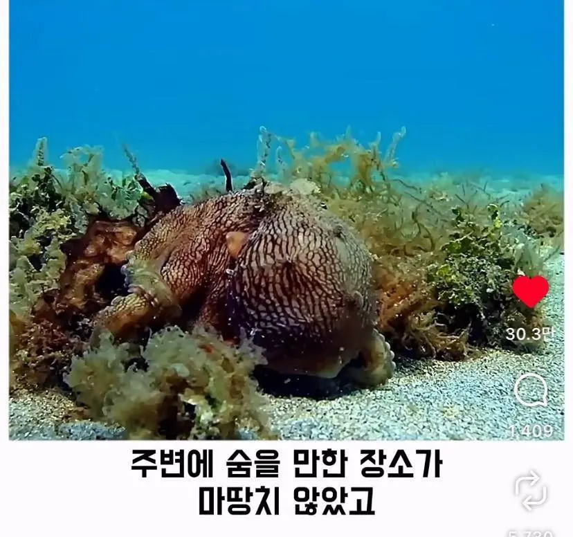 은혜 갚는 똑똑한 문어 (4)