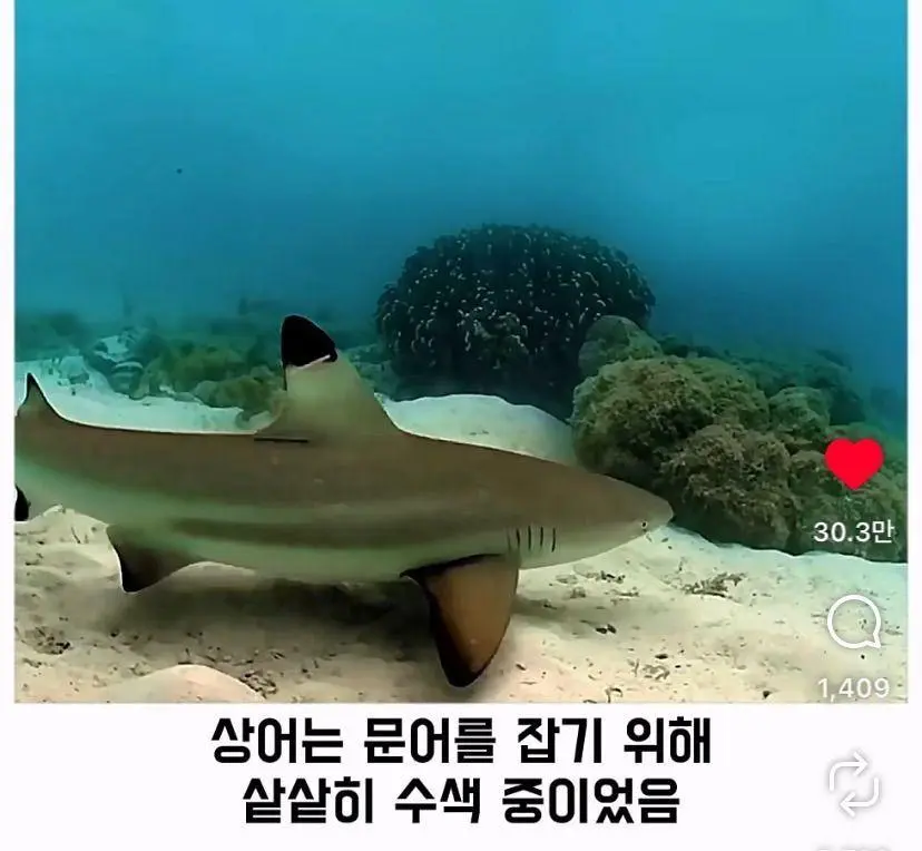 은혜 갚는 똑똑한 문어 (5)