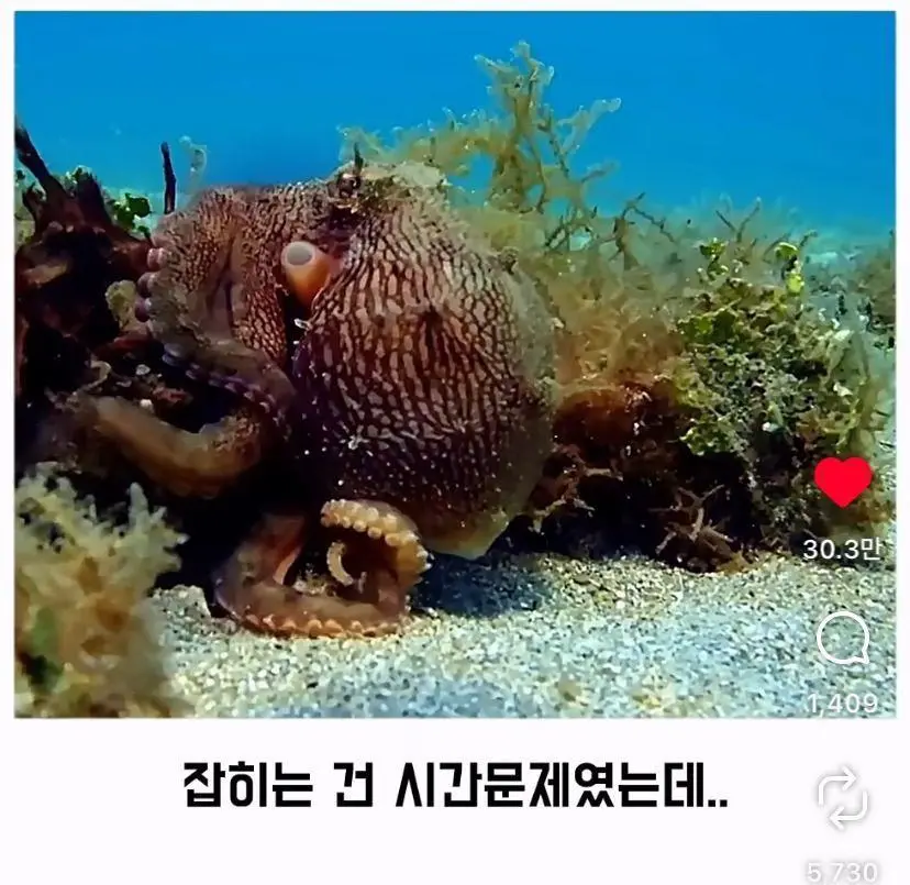은혜 갚는 똑똑한 문어 (6)
