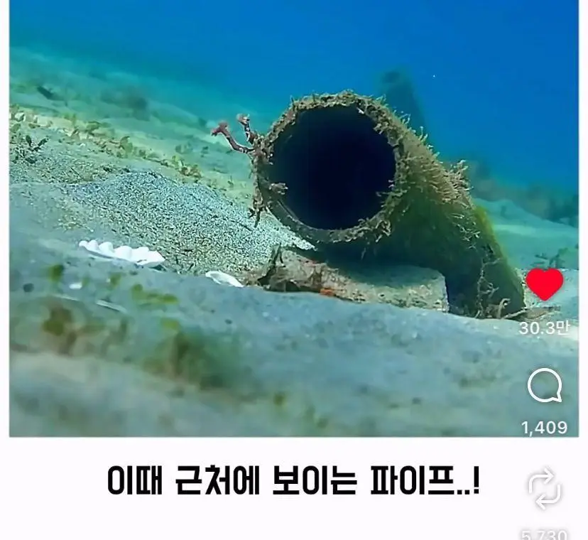 은혜 갚는 똑똑한 문어 (7)
