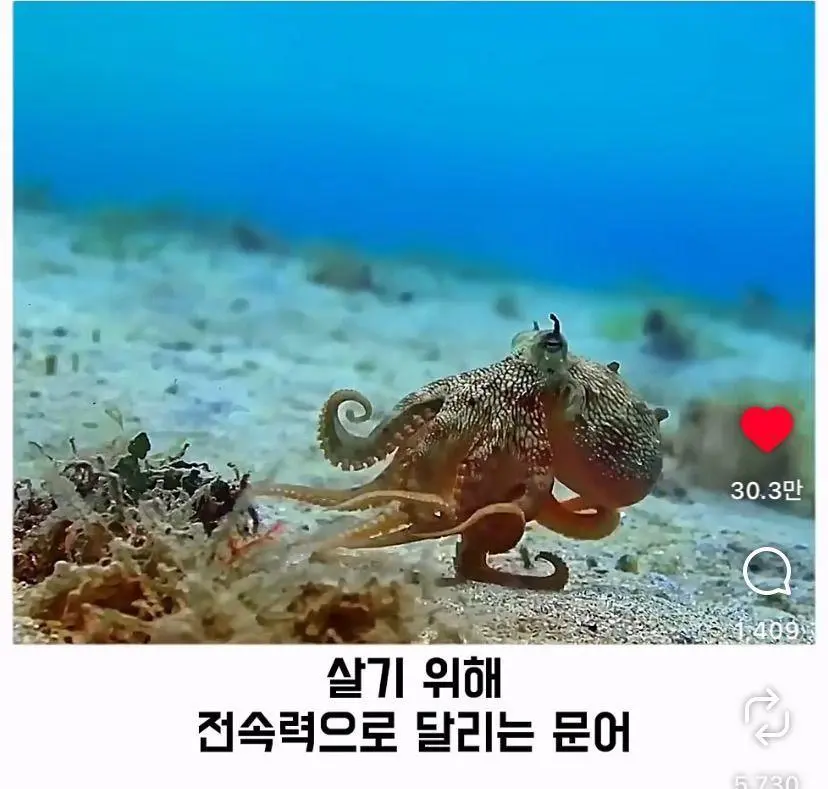 은혜 갚는 똑똑한 문어 (8)