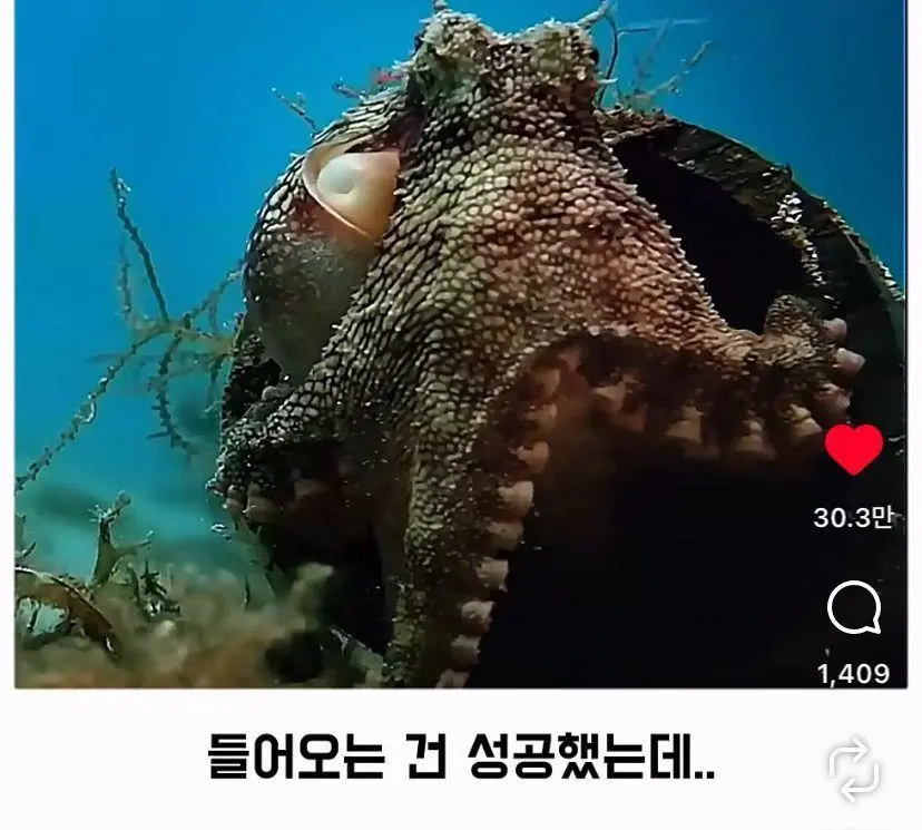은혜 갚는 똑똑한 문어 (9)