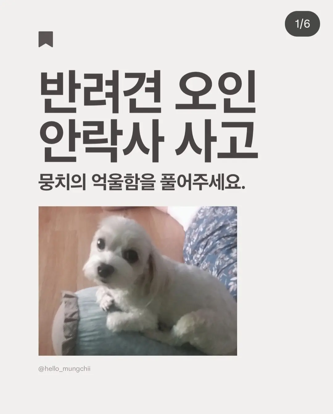 동물병원에 약타러 갔다가 안락사 당한 강아지 (5)