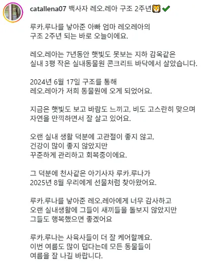 요즘 핫한 백사자 남매 엄빠사자 구조전 모습