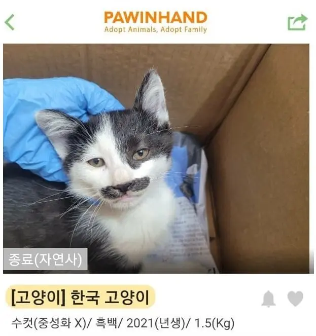길고양이들의 외모가 못생겨진 이유 (6)