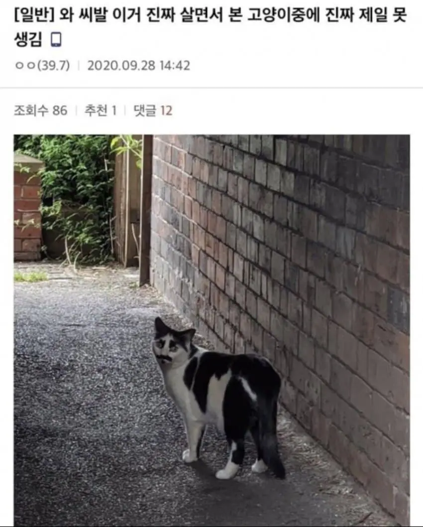 길고양이들의 외모가 못생겨진 이유 (7)