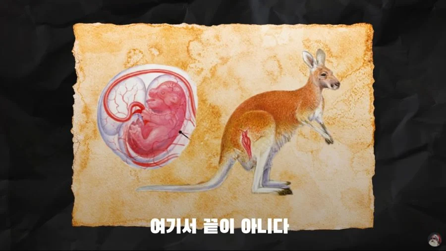 자궁 2개, 질 3개, 1년 내내 발정기 (10)