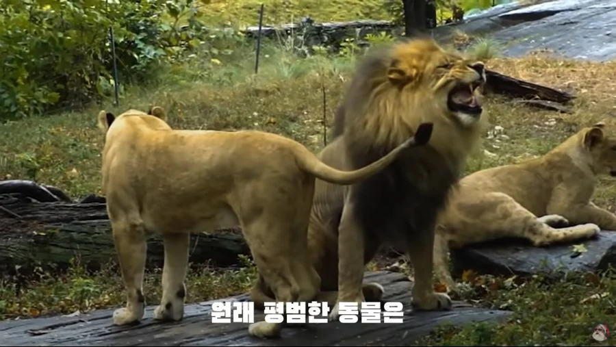 자궁 2개, 질 3개, 1년 내내 발정기 (11)