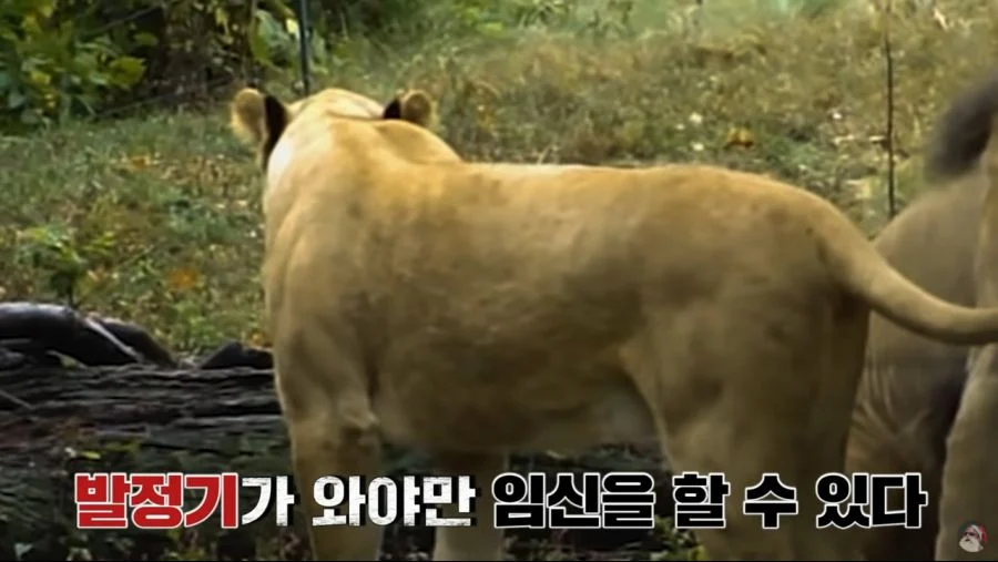 자궁 2개, 질 3개, 1년 내내 발정기 (12)