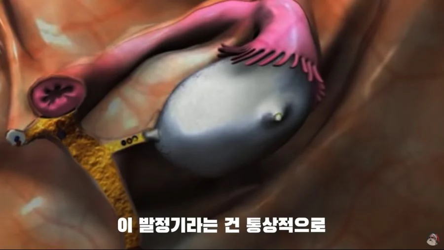 자궁 2개, 질 3개, 1년 내내 발정기 (13)