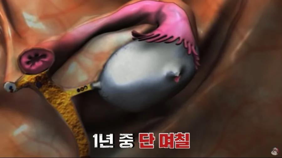 자궁 2개, 질 3개, 1년 내내 발정기 (14)