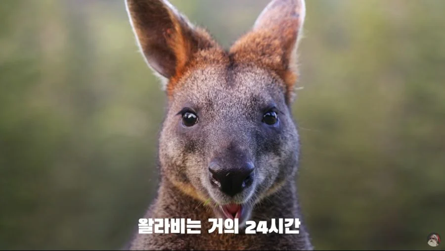 자궁 2개, 질 3개, 1년 내내 발정기 (15)