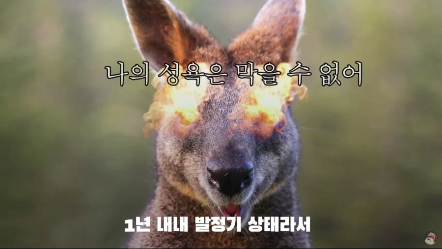 자궁 2개, 질 3개, 1년 내내 발정기 (16)