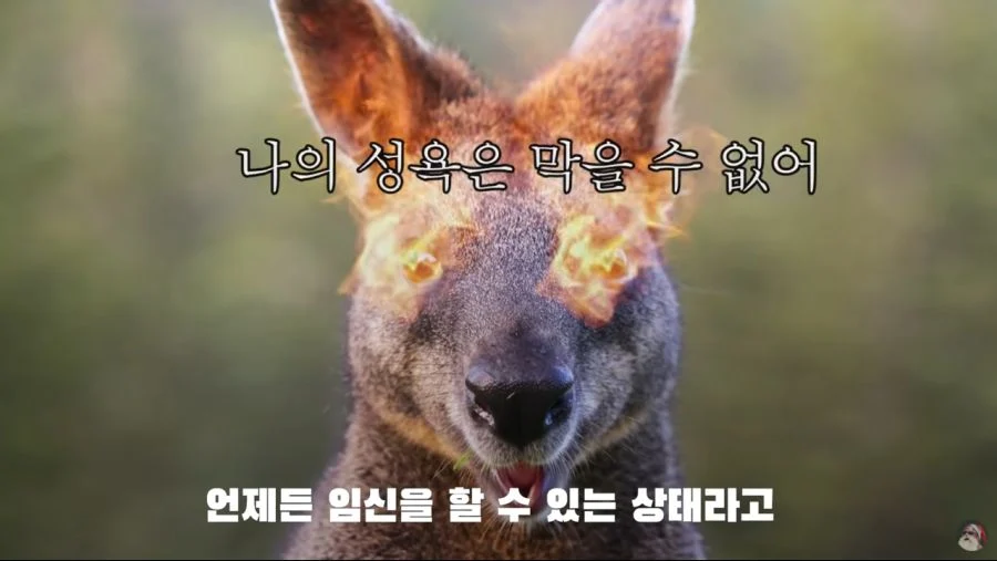 자궁 2개, 질 3개, 1년 내내 발정기 (17)